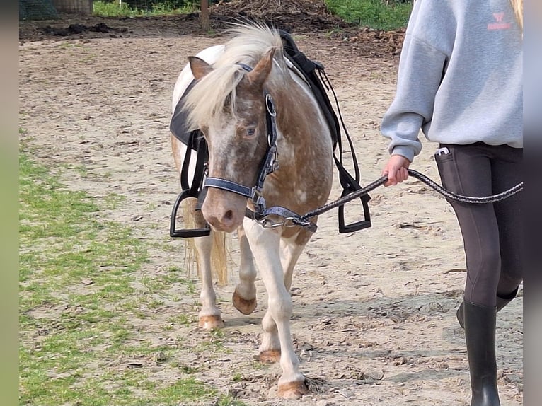 Shetland Ponies Mare 4 years 9,2 hh Pinto in Twist