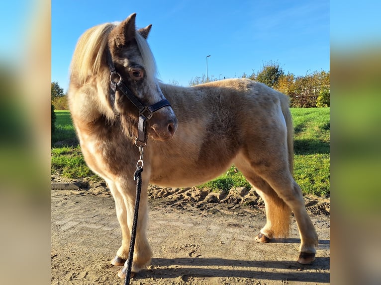 Shetland Ponies Mare 4 years 9,2 hh Pinto in Twist