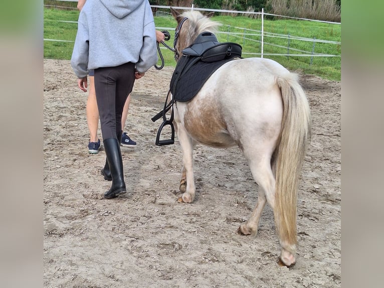 Shetland Ponies Mare 4 years 9,2 hh Pinto in Twist