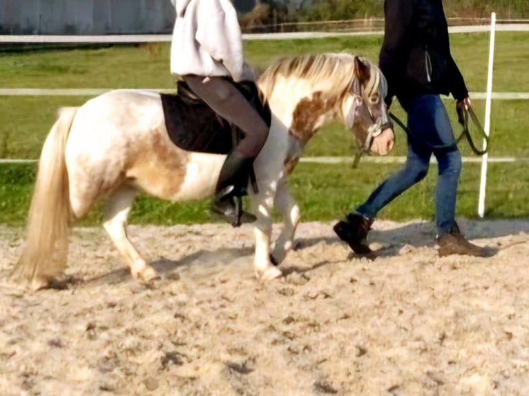 Shetland Ponies Mare 4 years 9,2 hh Pinto in Twist