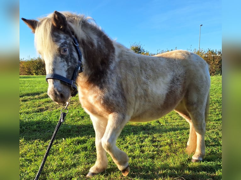 Shetland Ponies Mare 4 years 9,2 hh Pinto in Twist