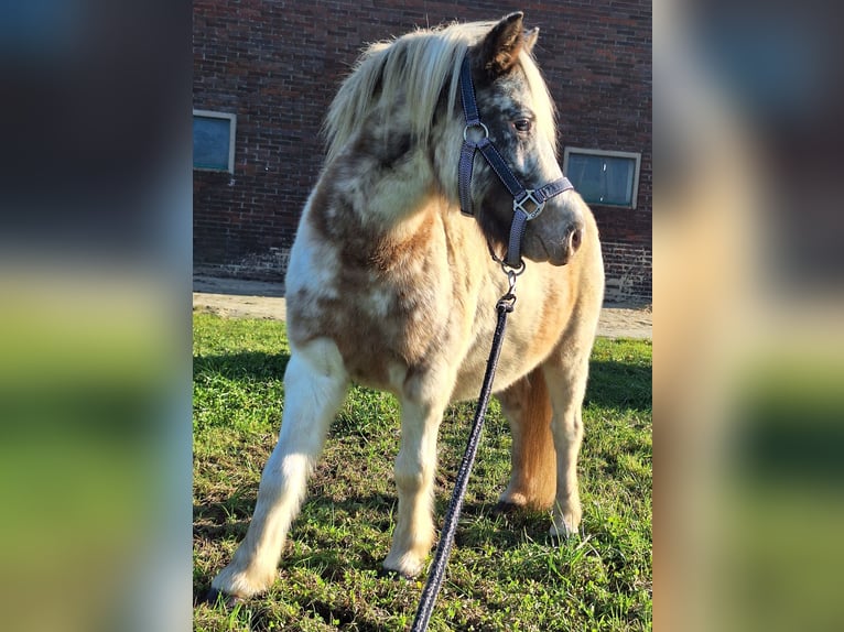 Shetland Ponies Mare 4 years 9,2 hh Pinto in Twist