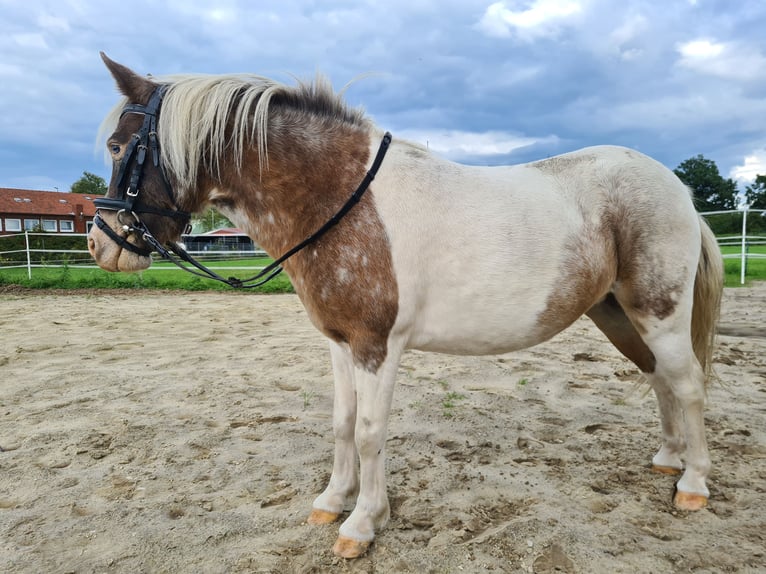 Shetland Ponies Mare 4 years 9,2 hh Pinto in Twist