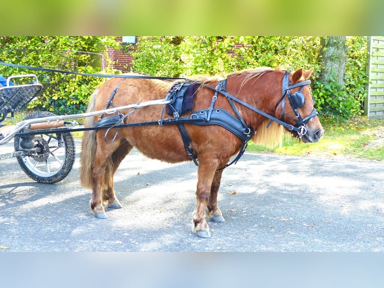 Shetland Ponies Mare 4 years 9,3 hh Chestnut-Red in Halle