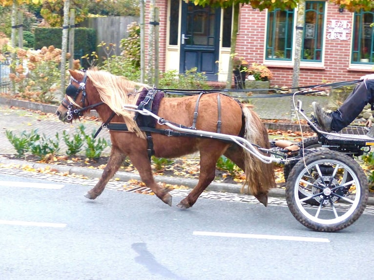 Shetland Ponies Mare 4 years 9,3 hh Chestnut-Red in Halle