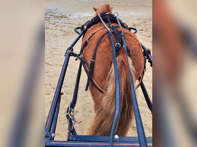 Shetland Ponies Mare 4 years 9,3 hh Chestnut-Red in Halle