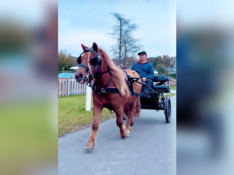 Shetland Ponies Mare 4 years 9,3 hh Chestnut-Red in Halle