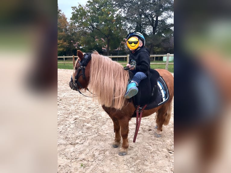 Shetland Ponies Mare 4 years 9,3 hh Chestnut-Red in Halle