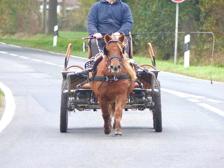 Shetland Ponies Mare 4 years 9,3 hh Chestnut-Red in Halle