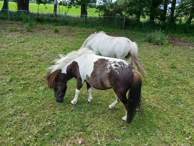 Shetland Ponies Mare 4 years 9 hh Pinto in Diepenau