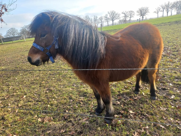 Shetland Ponies Mare 4 years 9,2 hh Bay-Dark in Brucht