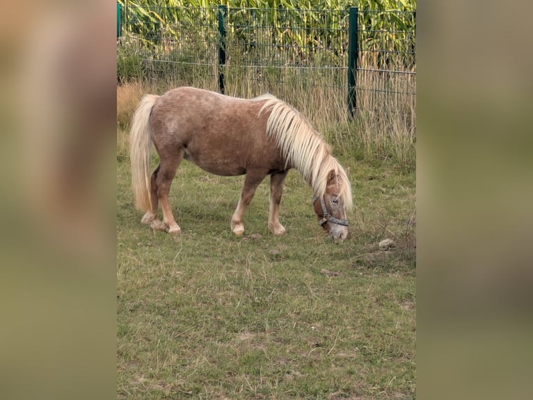 Shetland Ponies Mare 4 years 9,2 hh Grey-Red-Tan in Hamm