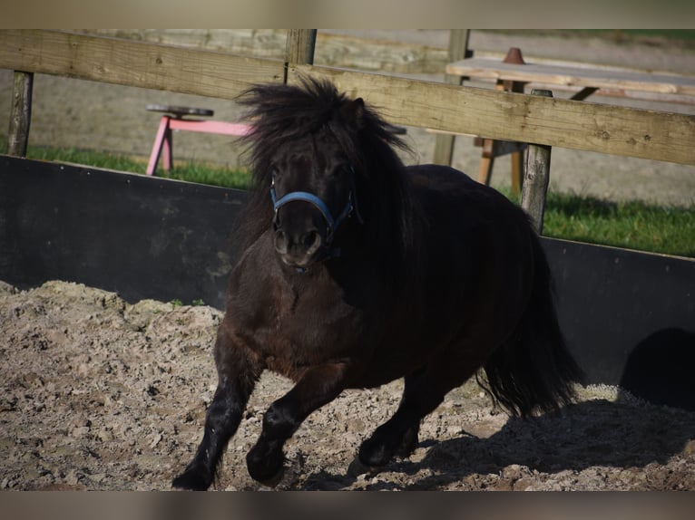 Shetland Ponies Mare 5 years 10.1 hh Black in Achtmaal