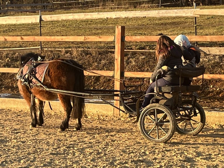 Shetland Ponies Mare 5 years 10,1 hh Brown in Ursensollen