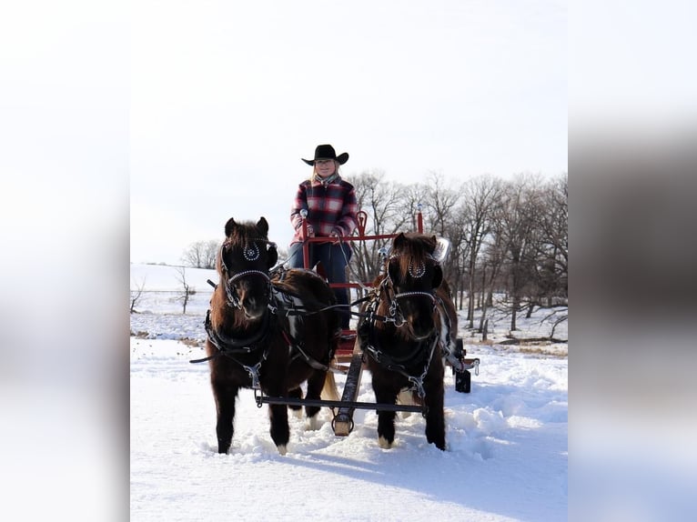 Shetland Ponies Mare 5 years 10,2 hh in Fergus Falls, MN