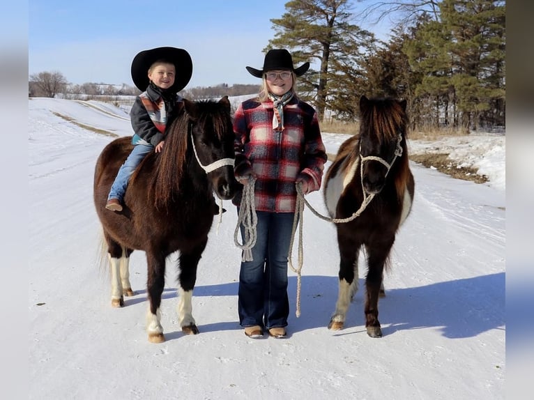 Shetland Ponies Mare 5 years 10,2 hh in Fergus Falls, MN
