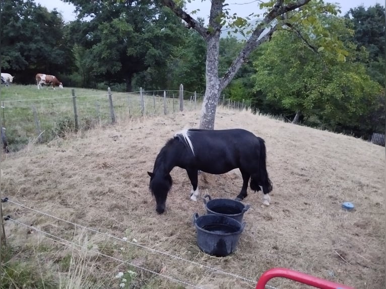 Shetland Ponies Mare 5 years 10,1 hh Tobiano-all-colors in VILL&#xC9;