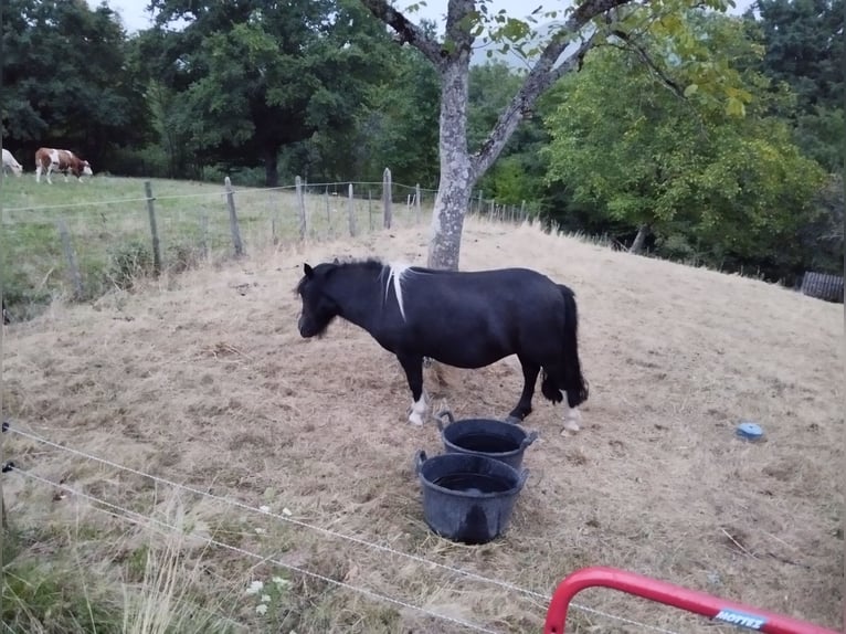 Shetland Ponies Mare 5 years 10,1 hh Tobiano-all-colors in VILL&#xC9;