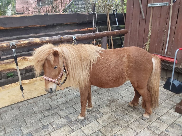 Shetland Ponies Mare 5 years 7.3 hh Chestnut-Red in Sulzbach an der Murr