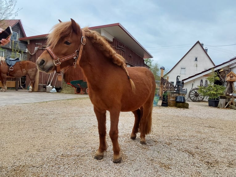 Shetland Ponies Mare 5 years 7,3 hh Chestnut-Red in Sulzbach an der Murr