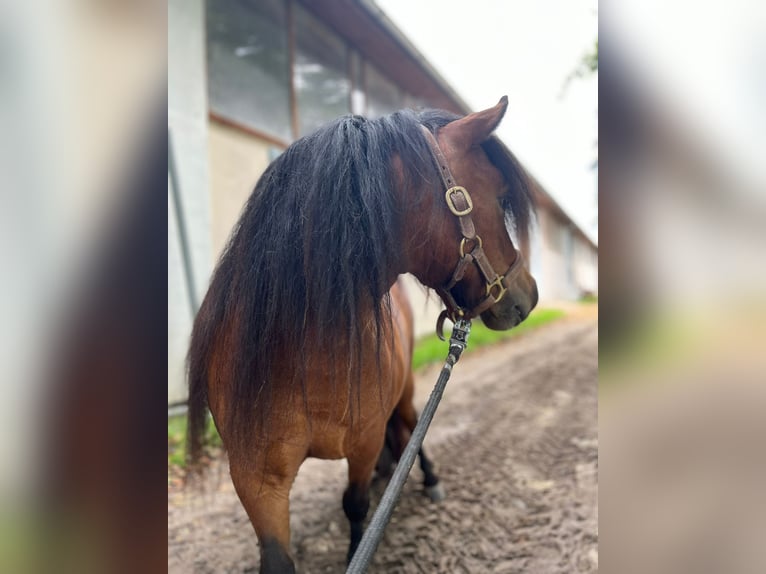 Shetland Ponies Mare 5 years 8,1 hh Brown in Eggelsberg