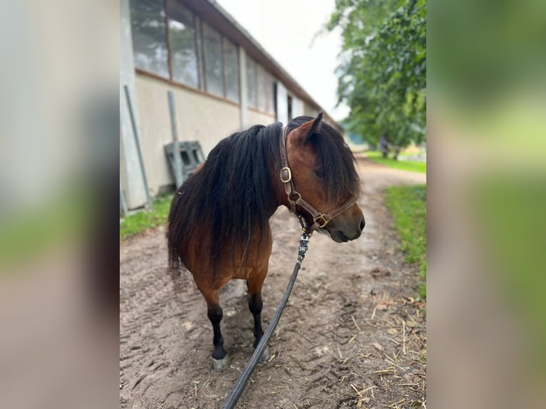 Shetland Ponies Mare 5 years 8,1 hh Brown in Eggelsberg