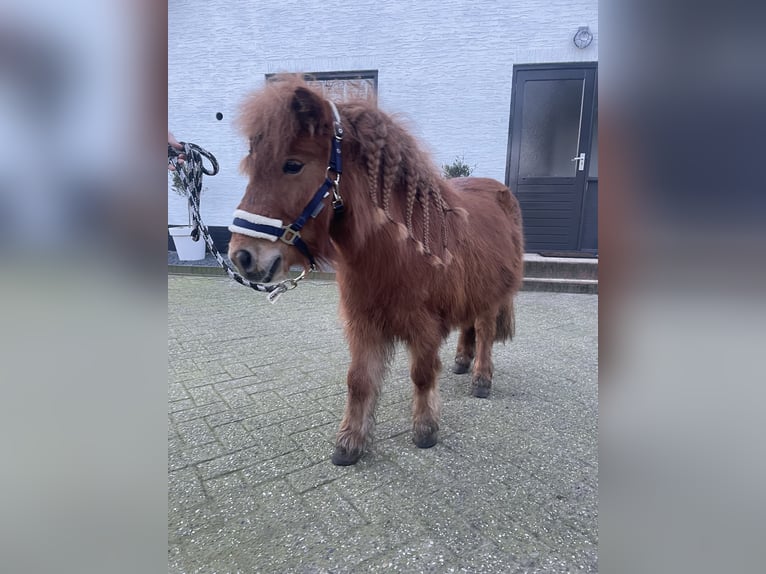 Shetland Ponies Mare 5 years 8.2 hh Chestnut-Red in Barneveld