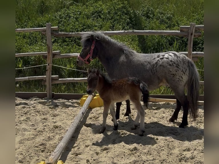 Shetland Ponies Mare 5 years 8.2 hh Leopard-Piebald in Eggenfelden