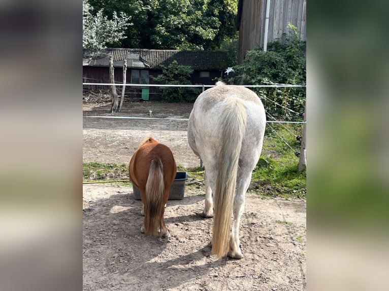 Shetland Ponies Mare 5 years 8.3 hh Chestnut-Red in Thedinghausen