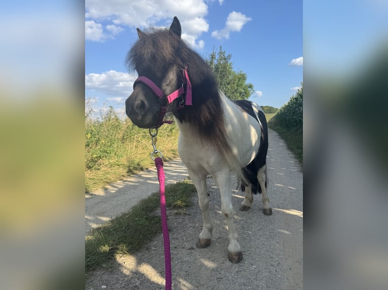 Shetland Ponies Mare 5 years 8 hh Pinto in Salzhemmendorf