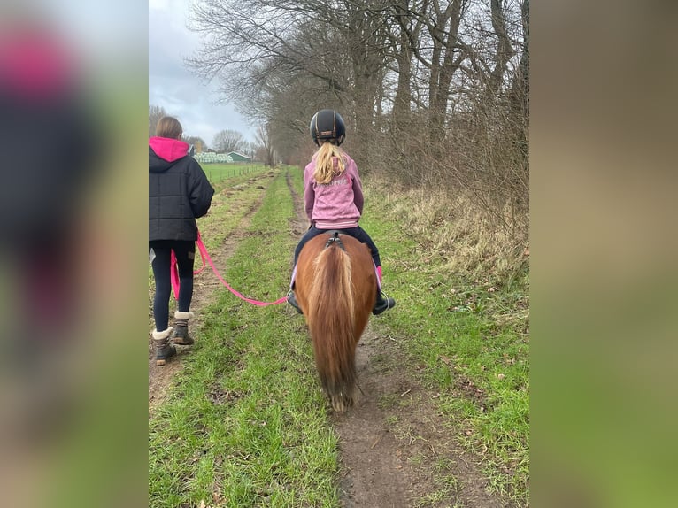 Shetland Ponies Mare 5 years 8,2 hh Chestnut-Red in Barneveld