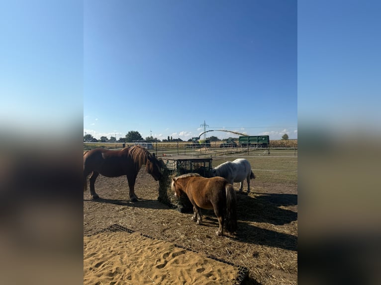 Shetland Ponies Mare 5 years 8,3 hh Chestnut-Red in Winsen (Luhe)