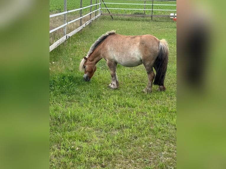 Shetland Ponies Mare 5 years 8,3 hh Chestnut-Red in Winsen (Luhe)