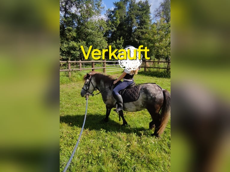 Shetland Ponies Mare 5 years 9,1 hh Gray-Dapple in Michelstadt