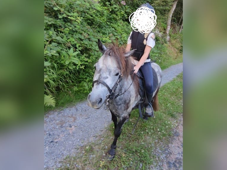 Shetland Ponies Mare 5 years 9,1 hh Gray-Dapple in Michelstadt