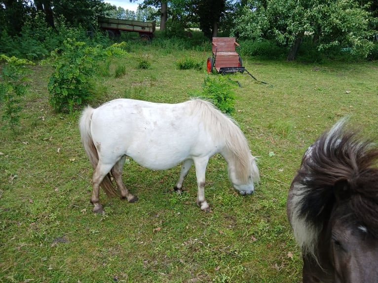 Shetland Ponies Mare 5 years 9.1 hh Grey in Diepenau