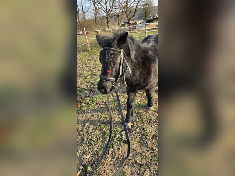 Shetland Ponies Mare 5 years 9.2 hh Black in Homberg (Efze)
