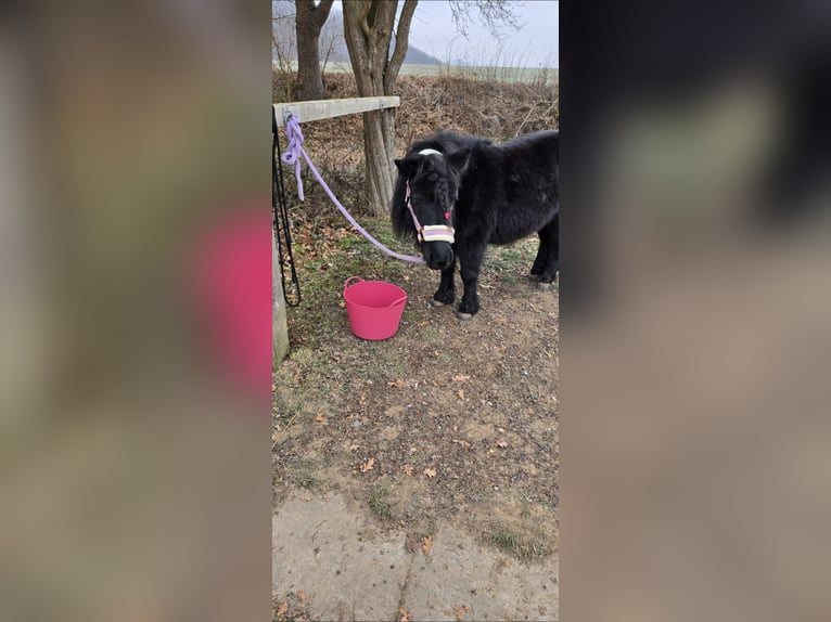 Shetland Ponies Mare 5 years 9.2 hh Black in Homberg (Efze)