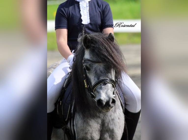 Shetland Ponies Mare 5 years 9,2 hh Gray in Neumünster