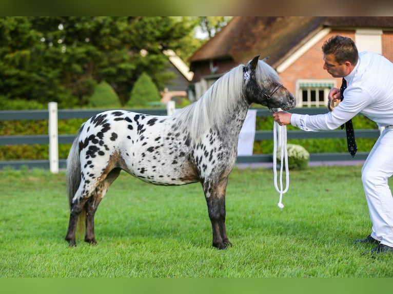 Shetland Ponies Mare 5 years 9,2 hh Leopard-Piebald in Schieren