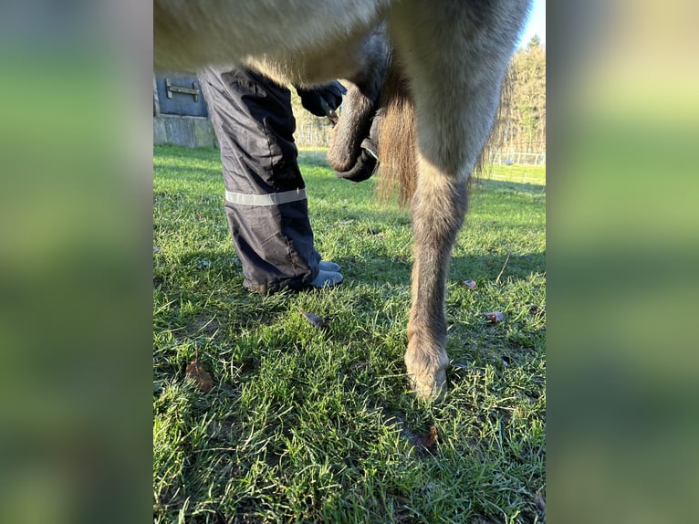 Shetland Ponies Mare 5 years 9,2 hh Leopard-Piebald in Schieren