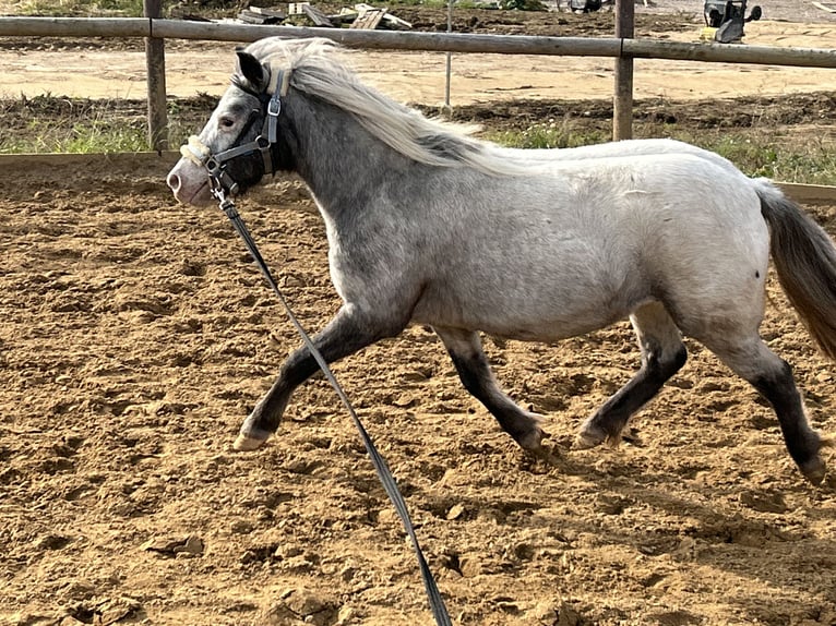 Shetland Ponies Mare 5 years 9,2 hh Leopard-Piebald in Schieren