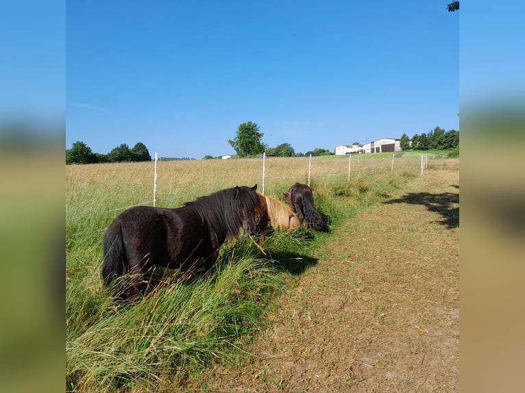 Shetland Ponies Mare 5 years 9,2 hh Black in Naumburg