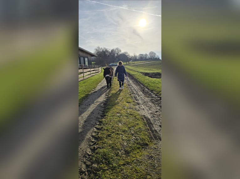 Shetland Ponies Mare 5 years 9,2 hh Black in Homberg (Efze)