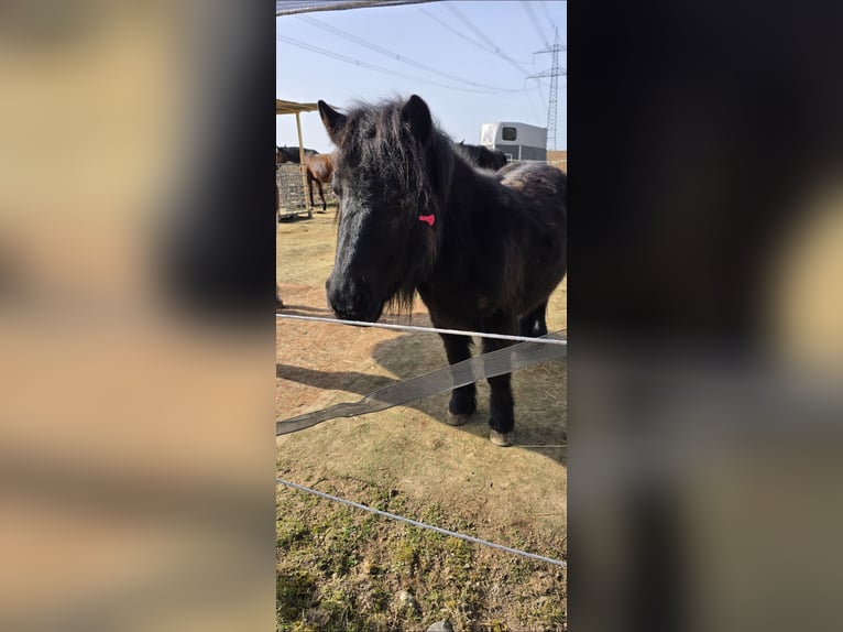 Shetland Ponies Mare 5 years 9,2 hh Black in Homberg (Efze)