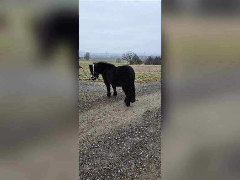 Shetland Ponies Mare 5 years 9,2 hh Black in Homberg (Efze)