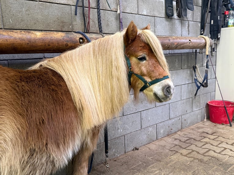 Shetland Ponies Mare 5 years 9,2 hh Chestnut-Red in Daleiden