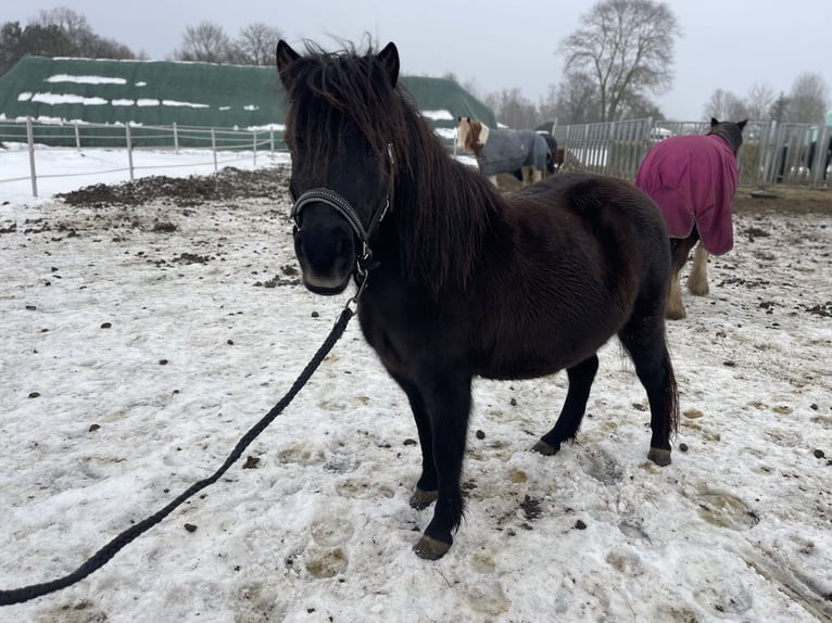 Shetland Ponies Mare 6 years 10.1 hh Black in Trebbin