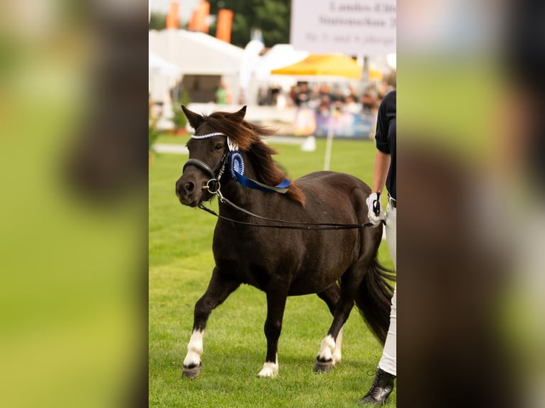 Shetland Ponies Mare 6 years 10,1 hh Tobiano-all-colors in Gro&#xDF; Molzahn