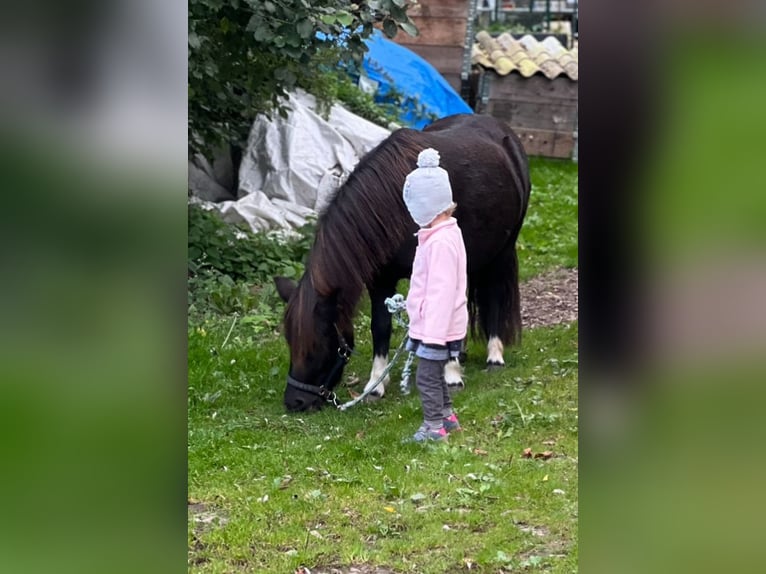Shetland Ponies Mare 6 years 10,1 hh Tobiano-all-colors in Gro&#xDF; Molzahn